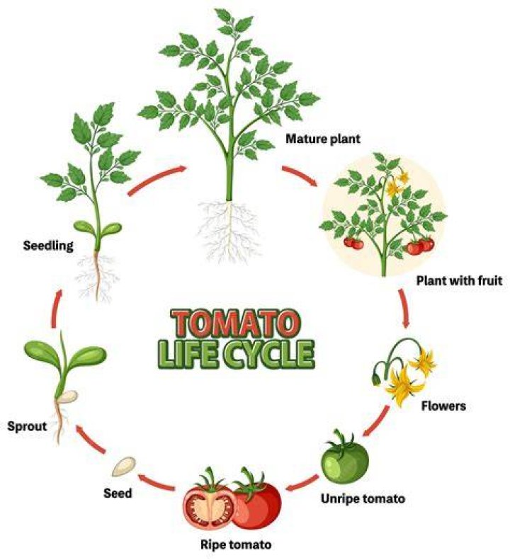 What is the lifespan of tomato plant?