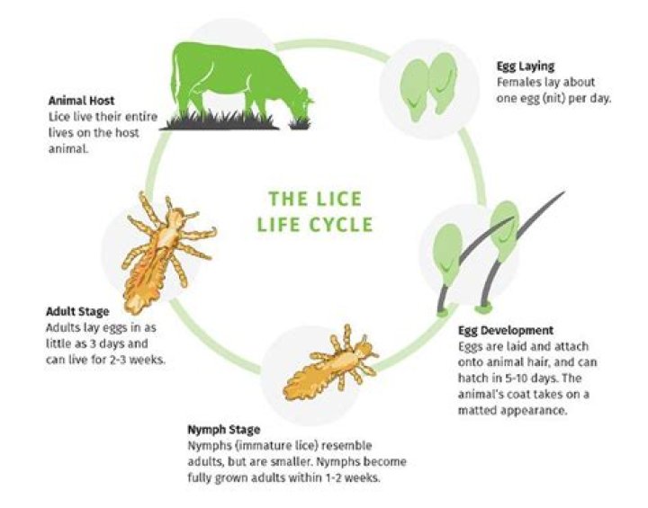 What is the purpose of lice?