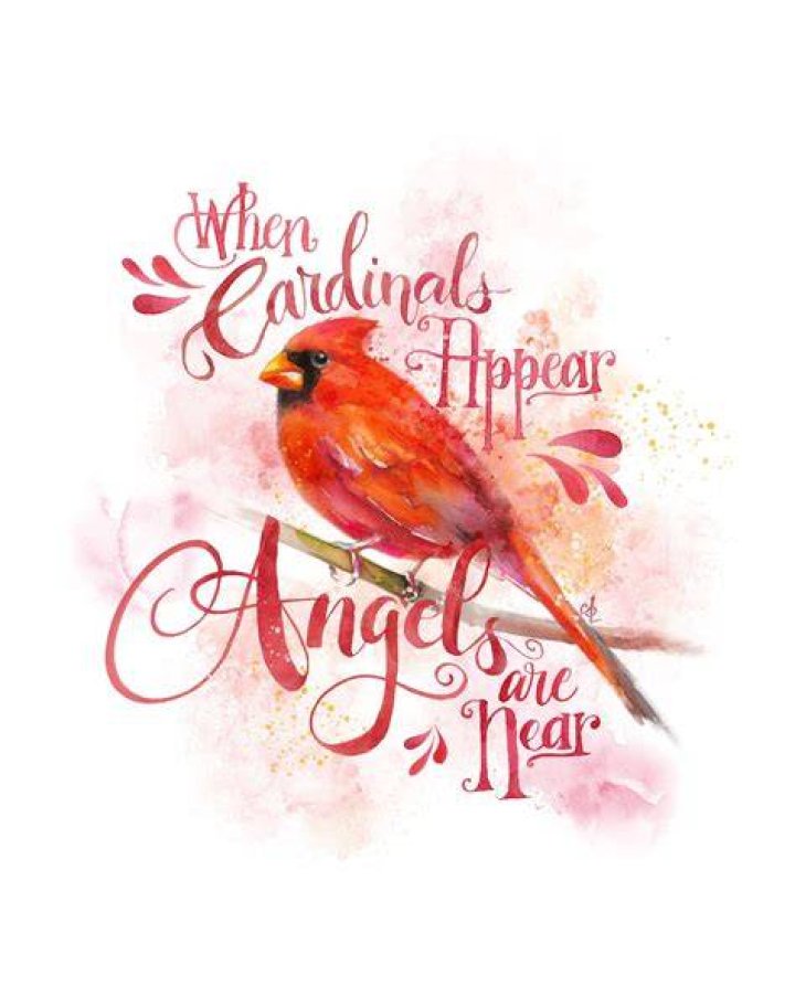 What is the saying about cardinals and angels?