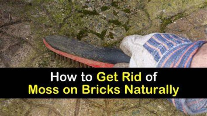 What kills moss on bricks?