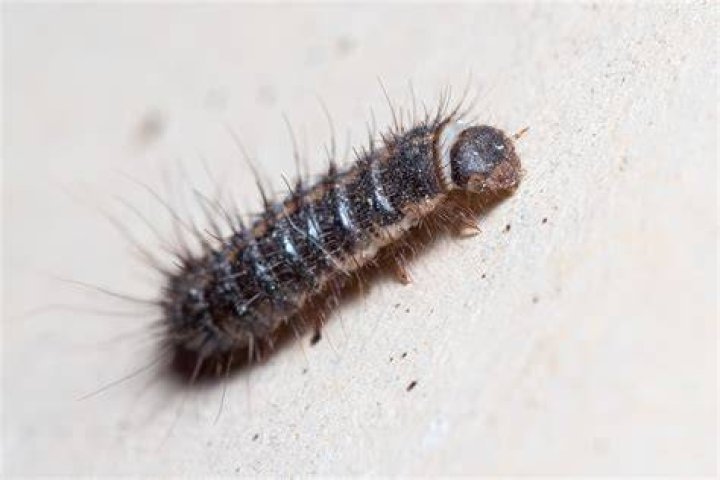 What kills worms in carpet?