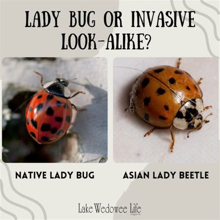 What looks like a ladybug but isn't a ladybug?