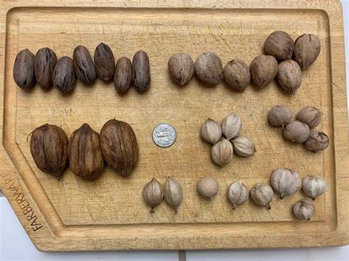 What nuts are native to Hawaii?