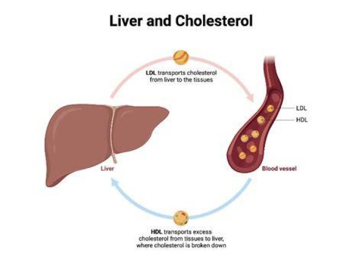 What organ produces cholesterol?