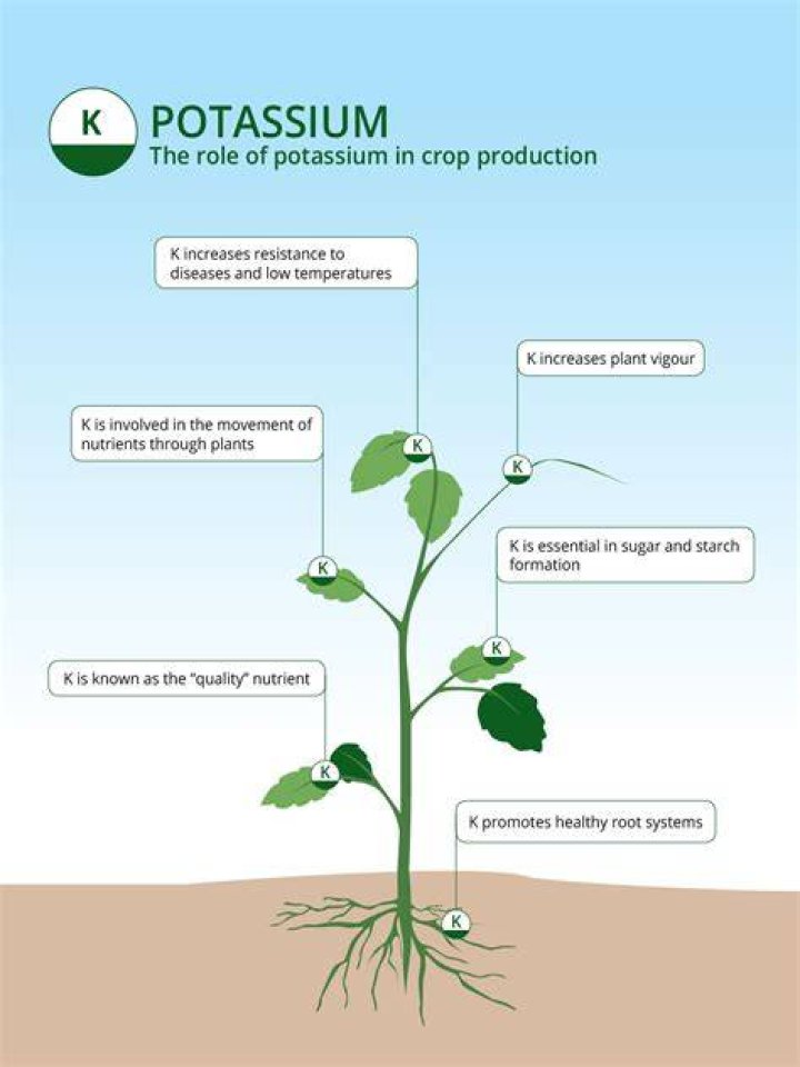 What plants need a lot of potassium?