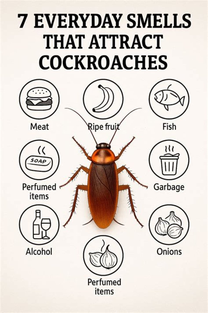 What smell attracts roaches?