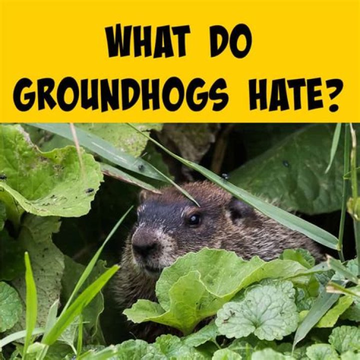 What smells do groundhogs hate?