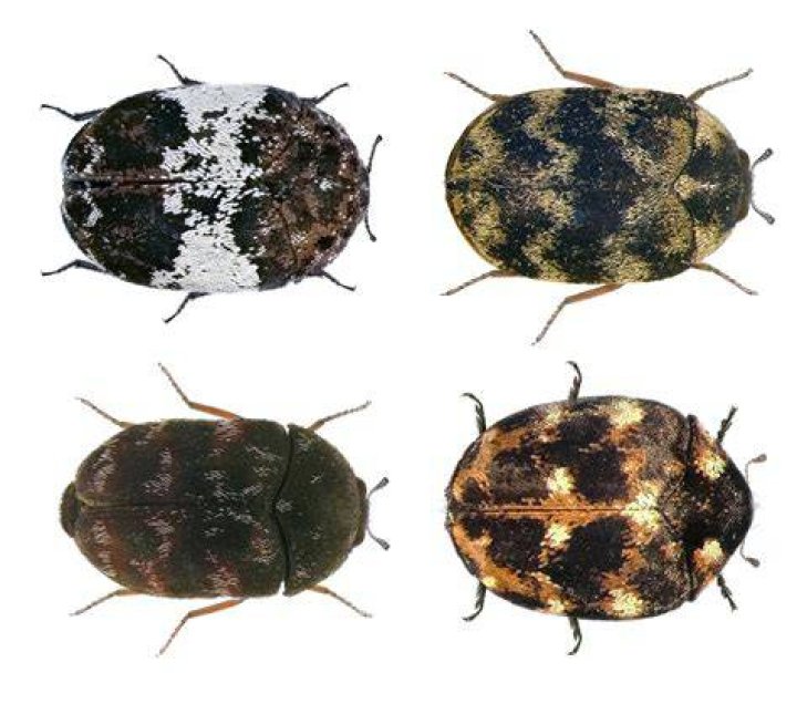 What time of year do carpet beetles hatch?