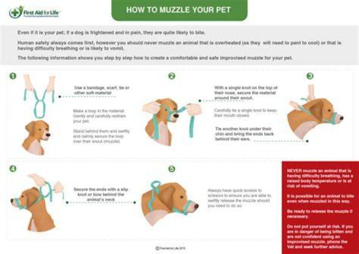 What to do if you see someone hitting a dog?