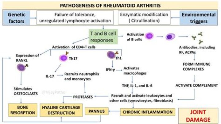 What triggers arthritis inflammation?