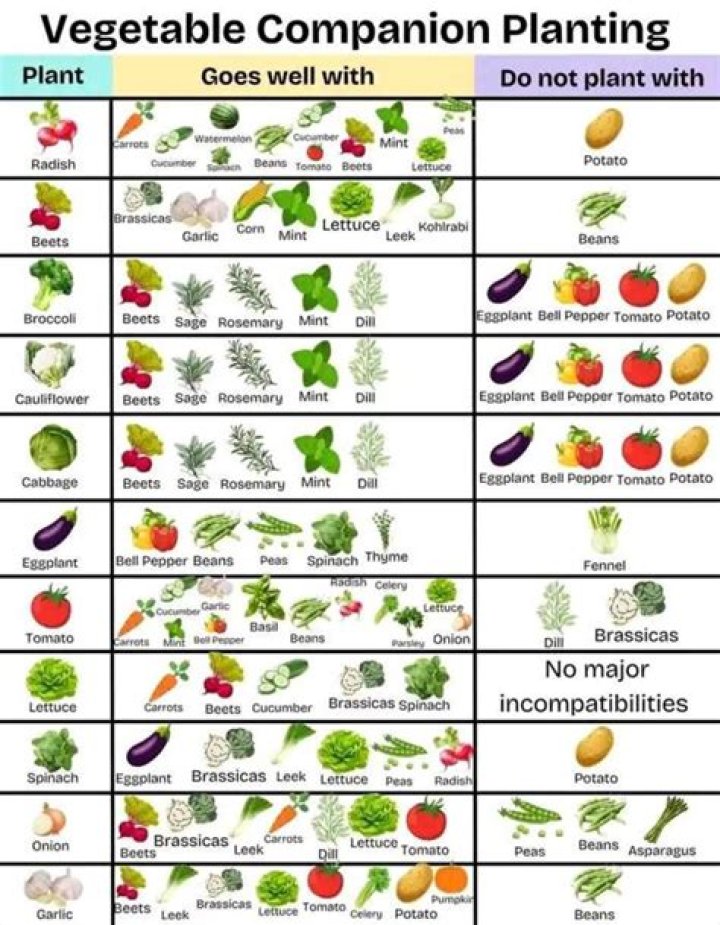 What vegetables should not be planted together?