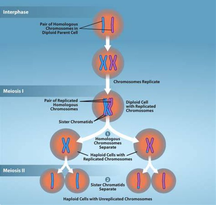 When and why does reduction in the number of chromosomes take place in meiosis?