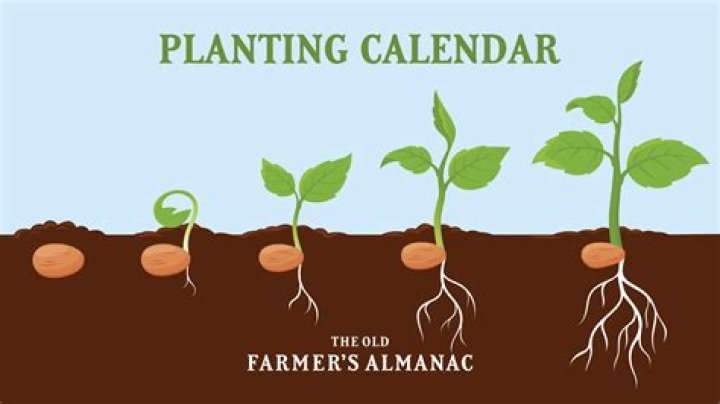 When planting seeds A simple rule to remember is?