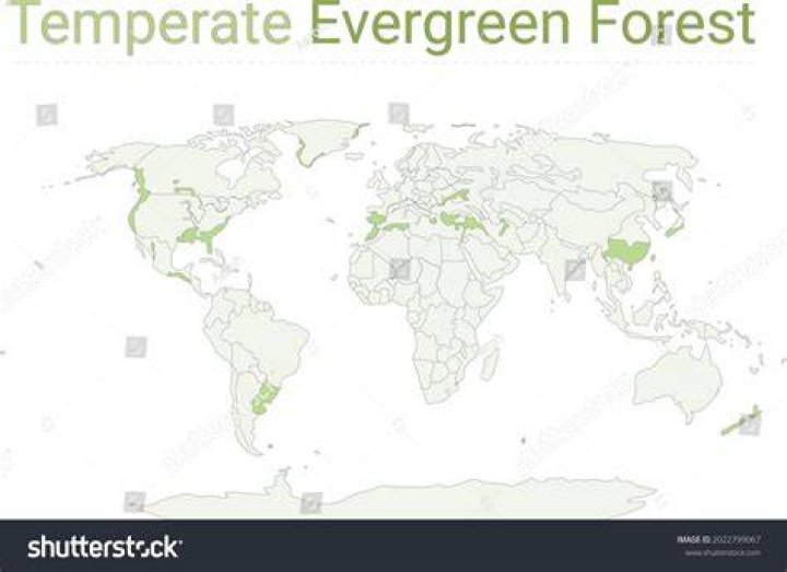 Where are temperate evergreen forests found?