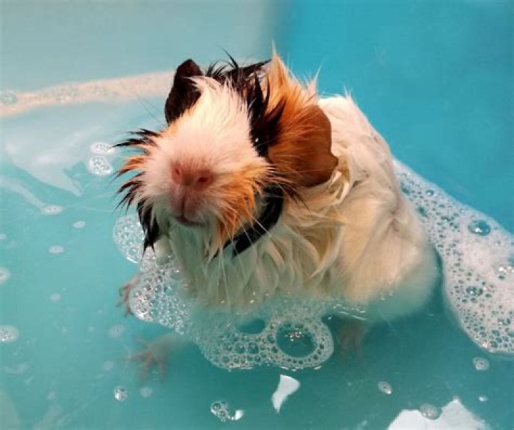 Where do guinea pigs like to be rubbed?