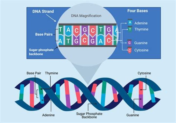 Where does our DNA come from?