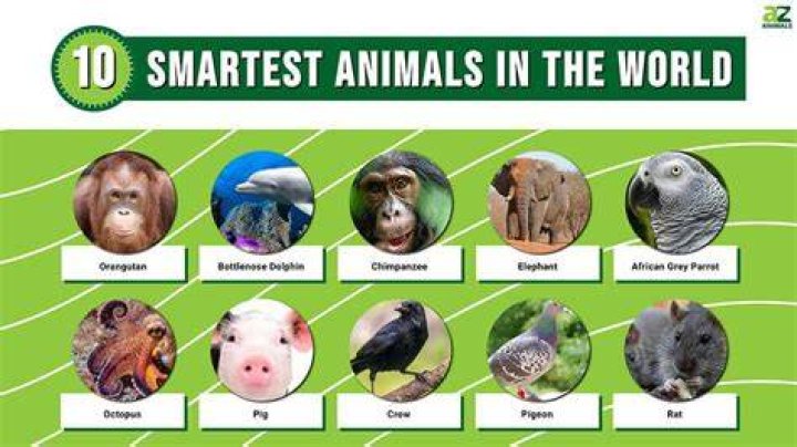 Which animal is closest to human intelligence?