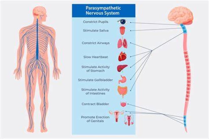 Which color relaxes the nervous system?