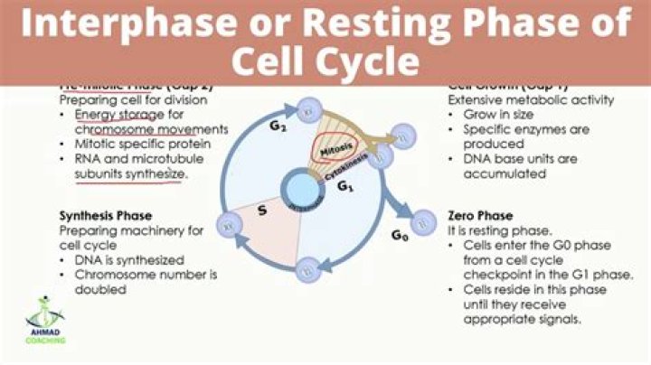 Which does not occur during the G2 phase?
