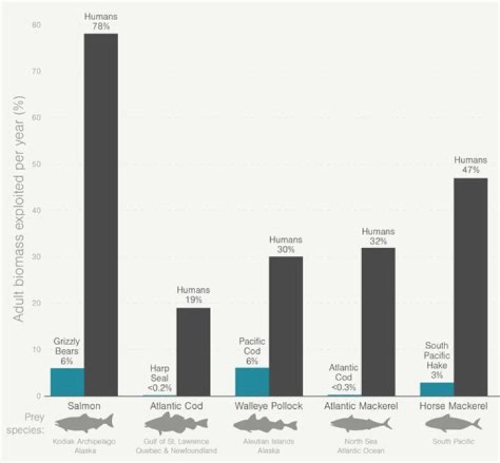 Which fish kills most humans?
