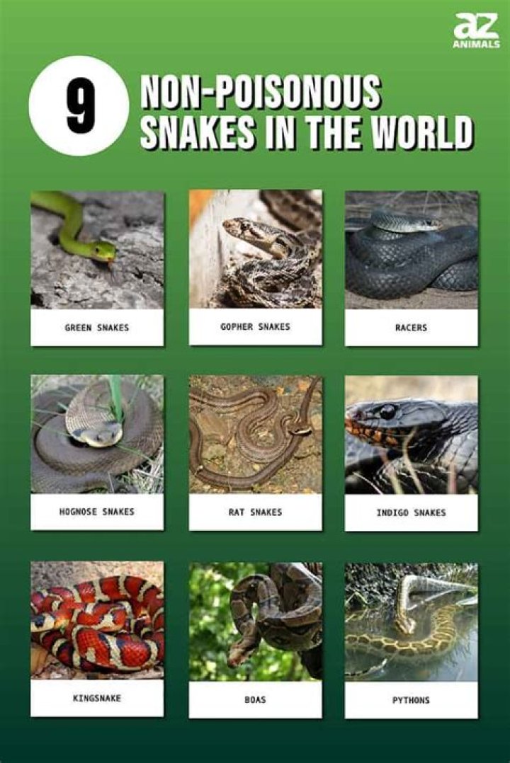 Which states have no poisonous snakes?
