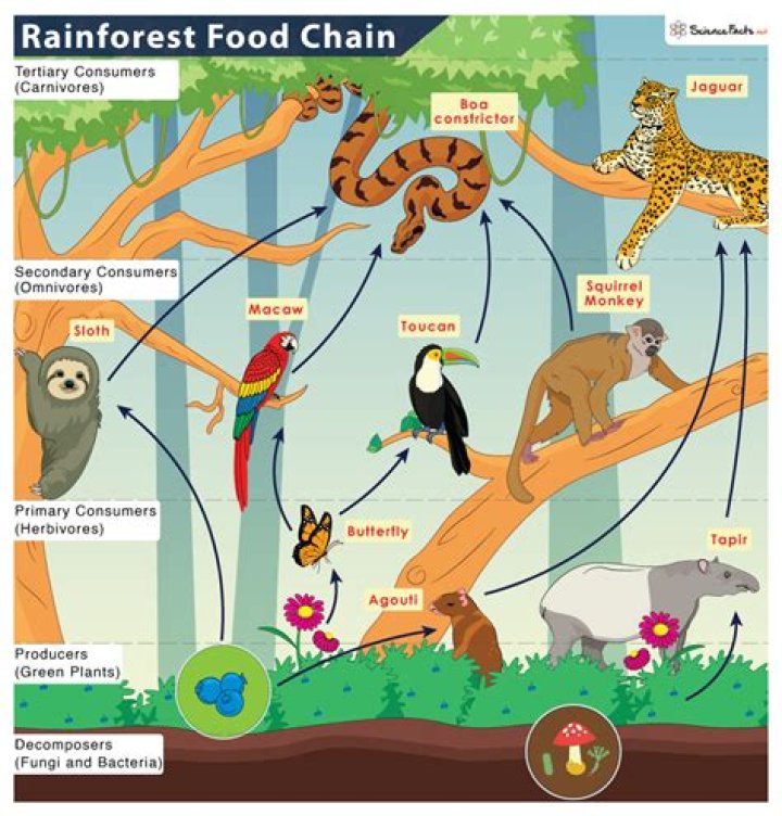 Who eats plants in the rain forest?