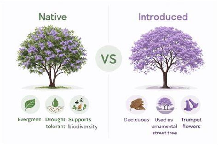 Why are jacarandas sticky?