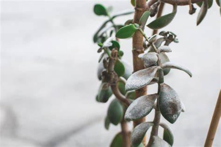 Why did my jade turn white?