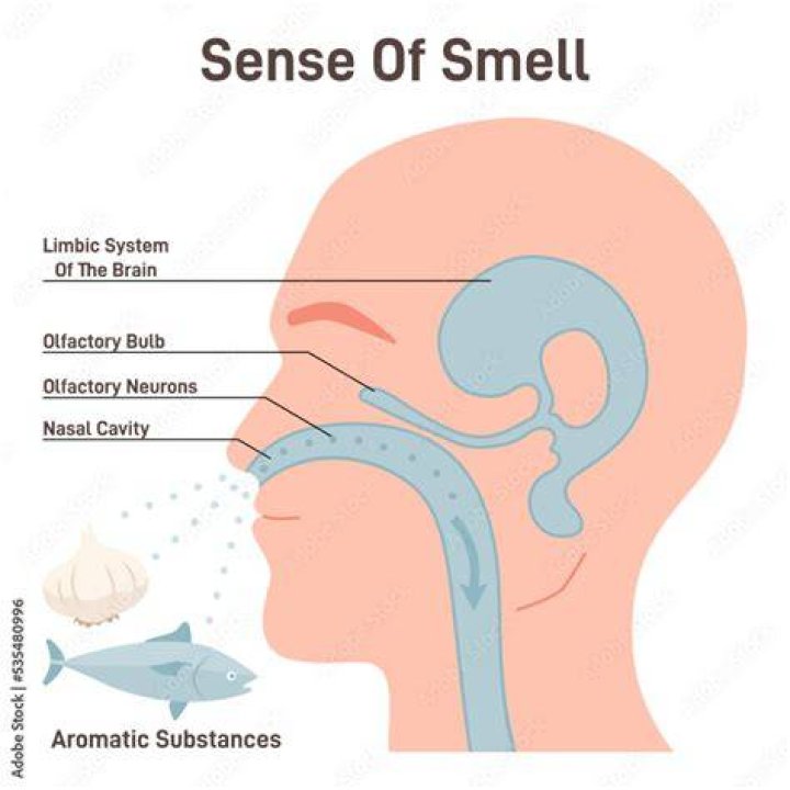 Why do I smell things for comfort?