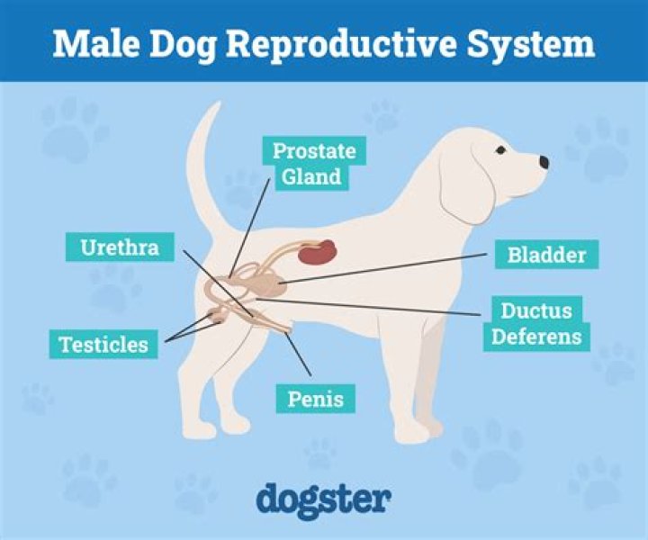 Why do male dogs smell other male dogs privates?