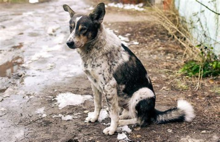 Why do street dogs cry at midnight?