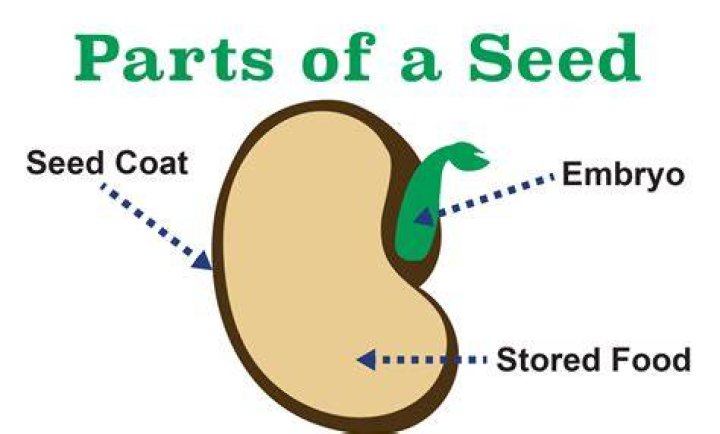 Why do the seeds have coat?