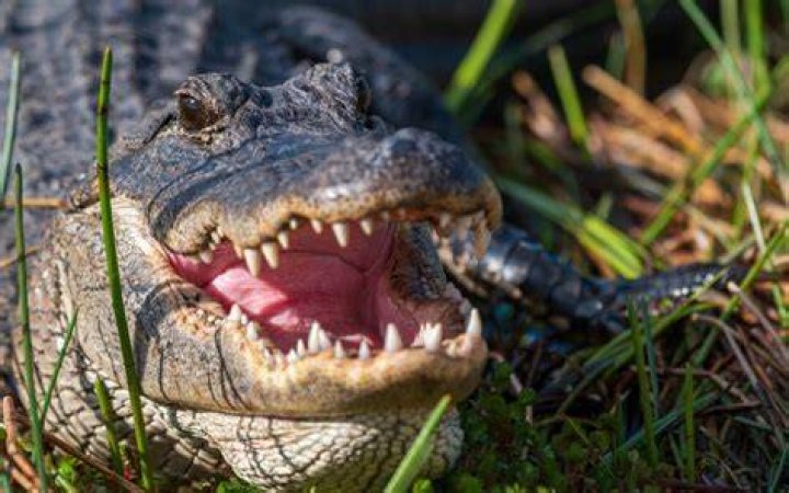 Why does Florida protect alligators?