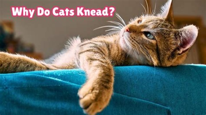 Why does my cat knead my neck?