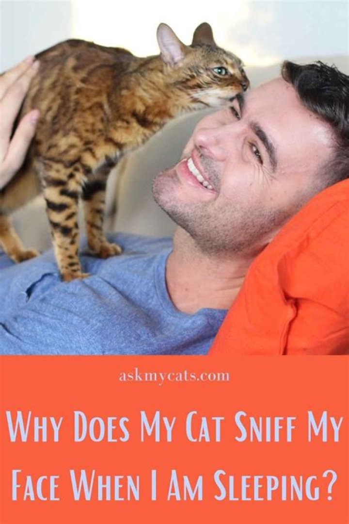 Why does my cat sniff my face when I sleeping?