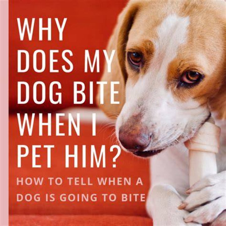 Why does my dog bite me when I touch his paws?