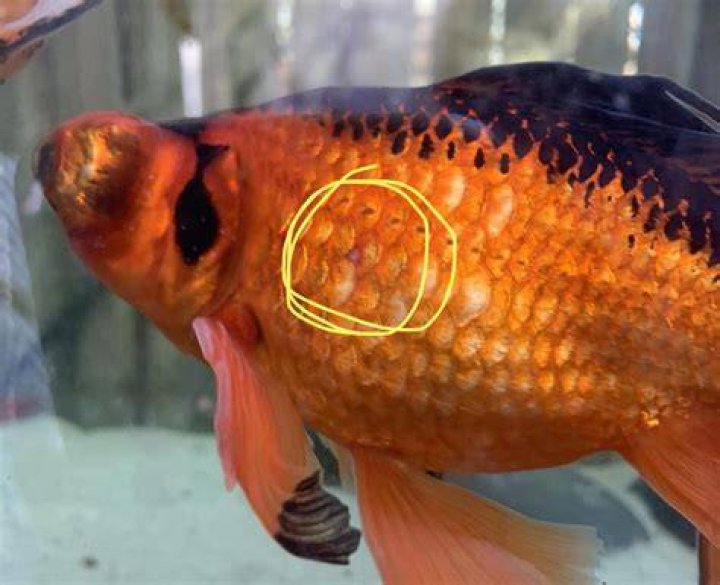 Why does my goldfish look bruised?