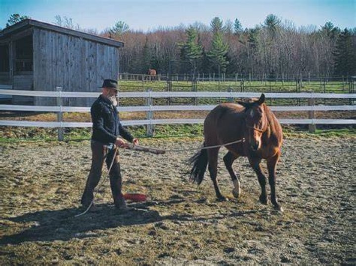 Why does my horse buck while lunging?