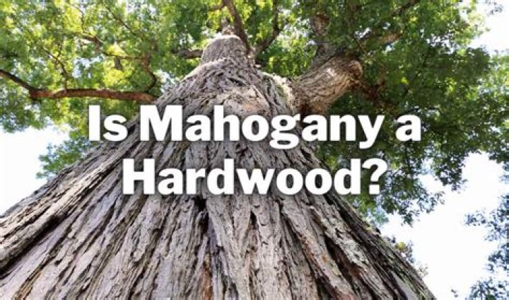 Why is mahogany so valuable?