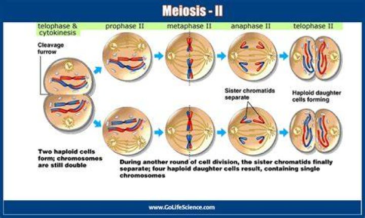 Why is meiosis II necessary?