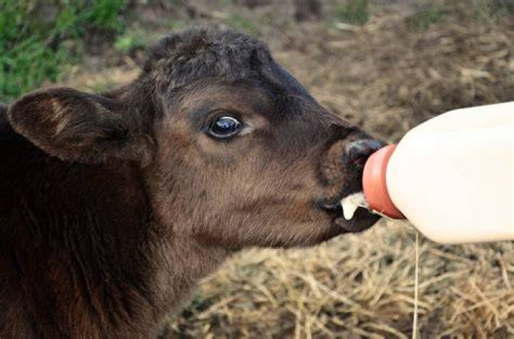 Why is my bottle calf shaking?
