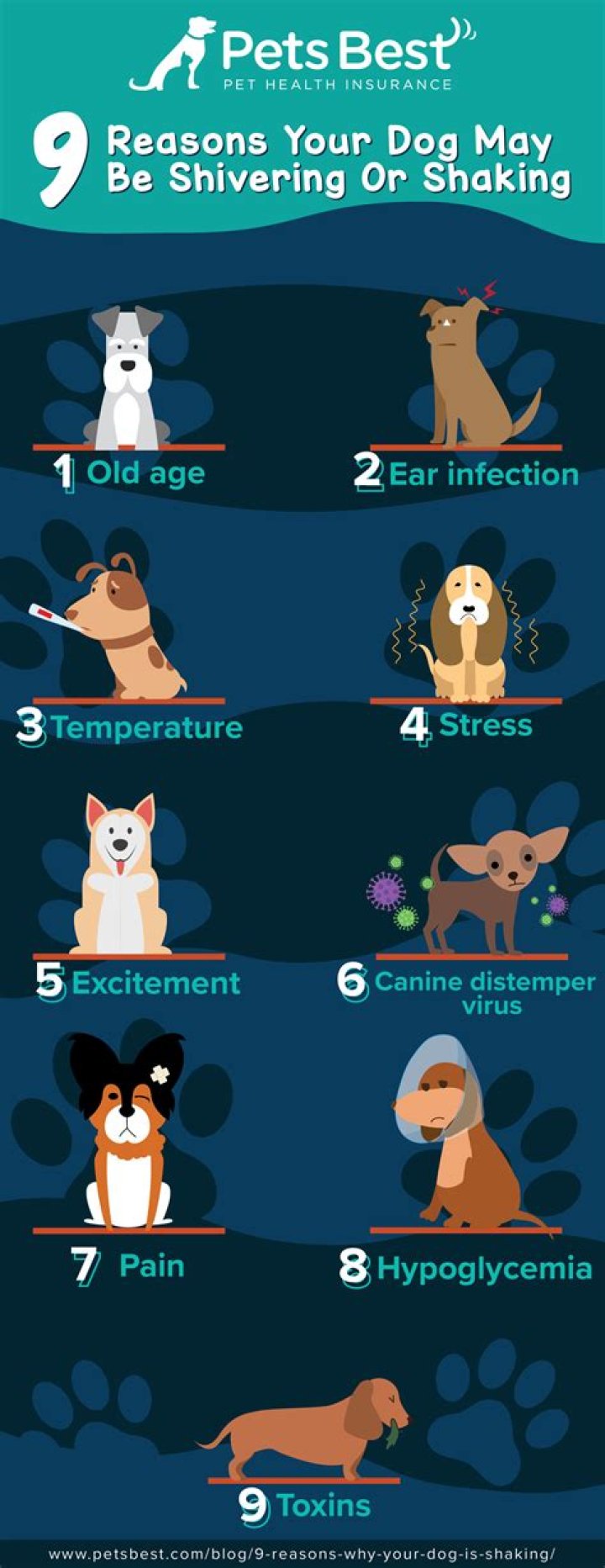 Why is my dog acting manic?
