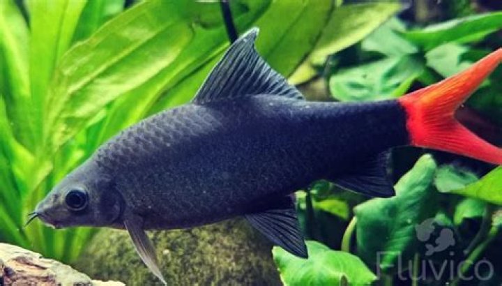 Why is my Red Tail Shark swimming upside down?