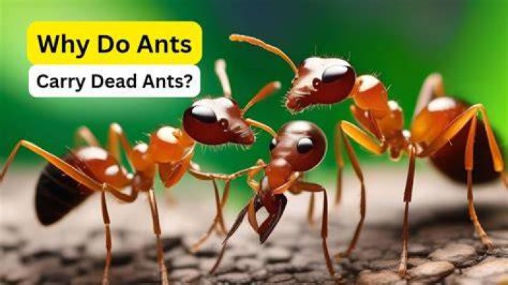 Why would an ant carry a dead bee?