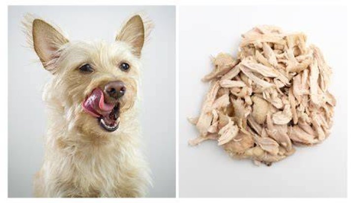 Will boiled chicken help my dogs diarrhea?