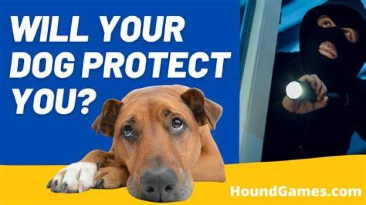 Will my dog actually protect me?