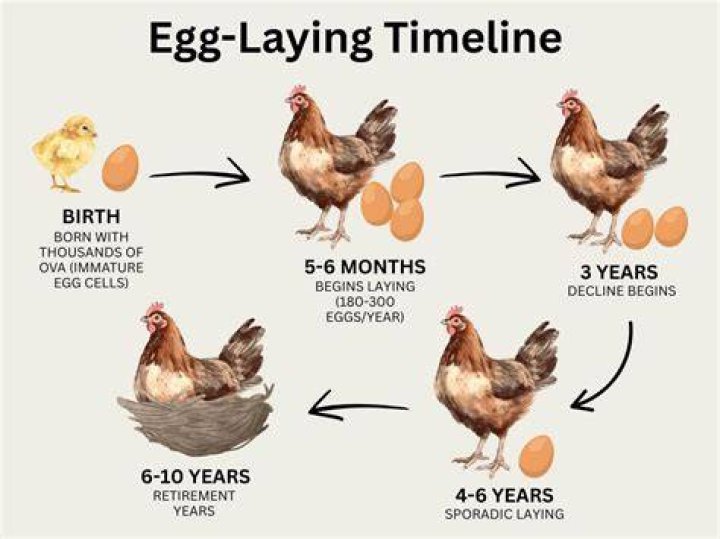 Will tempo hurt chickens?